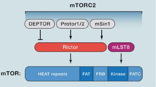 mTORC2的组成蛋白主要有Rictor、mSin1、mSLT8和Protor等