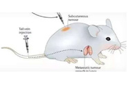 围观:临床前小鼠模型如何选？
