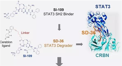 结构优化得到的SH2结合分子SI-109与CRBN结合，得到SD-36