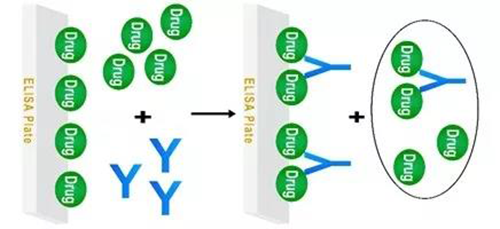 图2 游离药物与固相药物竞争的Assay模式