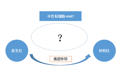 NET可能会通过某些方式“捕获”或“唤醒”癌细胞，从而造成癌细胞的迁移。