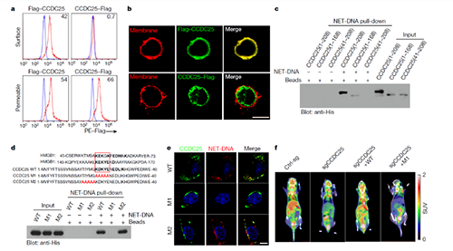 NET  DNA并非随机捕获癌细胞，而是与癌细胞的CCDC-25产生了特异性结合