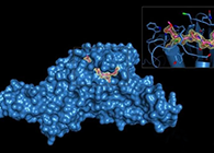 Science重磅！一种“分子剪刀”如何成为COVID-19药物的重要靶标？