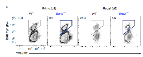 研究人员发现BATF3对记忆CD8+ T细胞的转化和质量都至关重要。