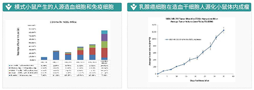 模式小鼠产生的人源造血细胞和免疫细胞-乳腺癌细胞在造血干细胞人源化小鼠体内成瘤