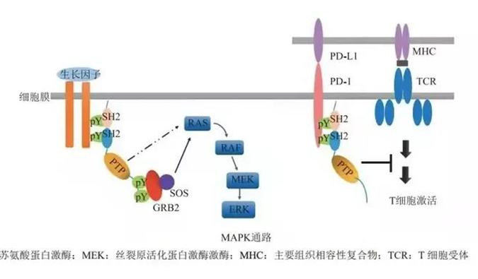 晚期恶性肿瘤患者的福音！AG真人国际(中国)官方官网助力凌达生物SHP2变构抑制剂RG001片获批临床