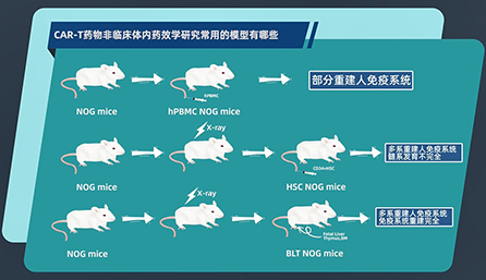 CAR-T 药物非临床体内药效学研究常用的模型有哪些