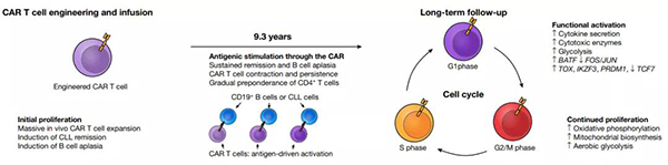 CAR-T疗法长期起效的示意图.jpg