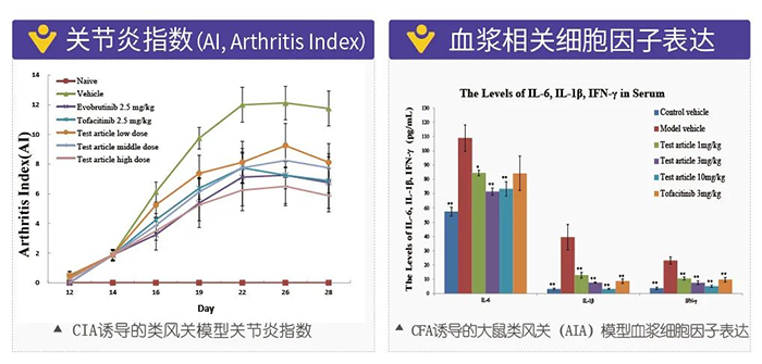 AG真人国际(中国)官方官网诱导的类风湿性关节炎模型-2.png