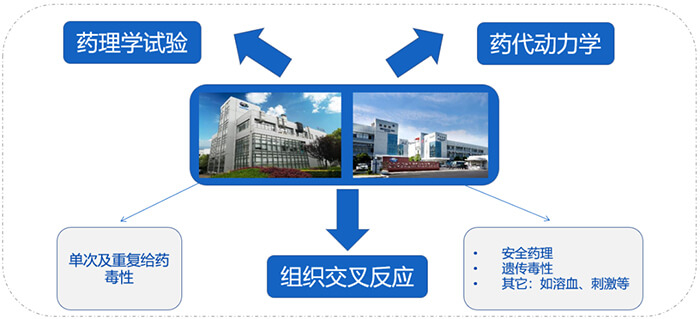 AG真人国际(中国)官方官网ADC药物研发服务内容.jpg