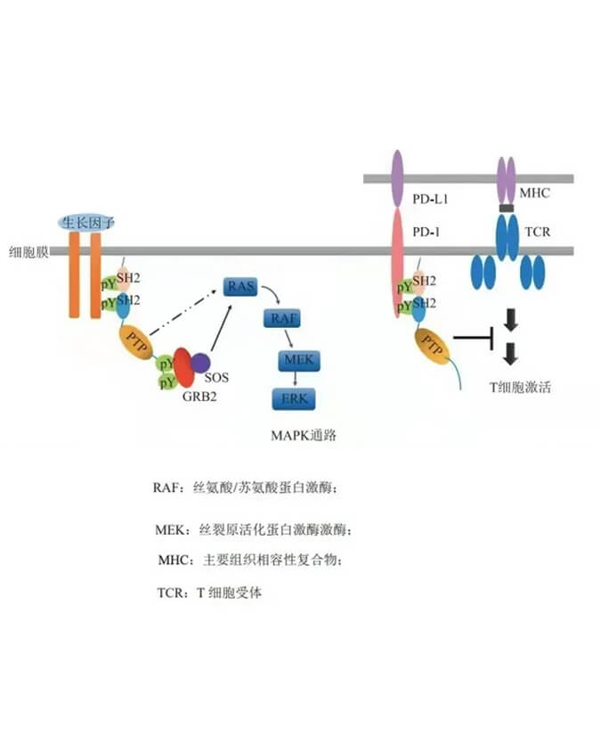 AG真人国际(中国)官方官网助力凌达生物SHP2变构抑制剂RG001片获批临床.jpg