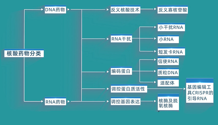 核酸药物的分类有哪些？