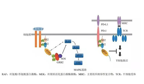 AG真人国际(中国)官方官网助力凌达生物SHP2变构抑制剂RG001片获批临床.jpg