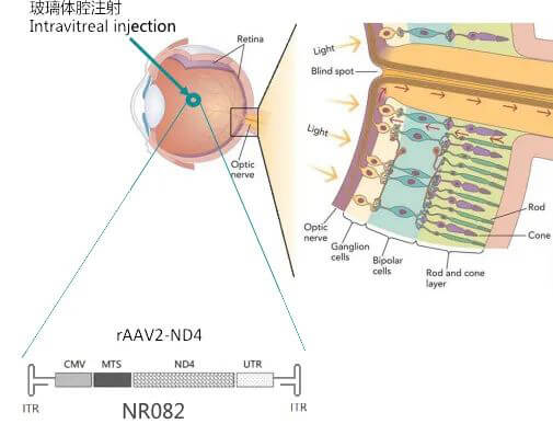 8-图片来自：纽福斯生物.jpg