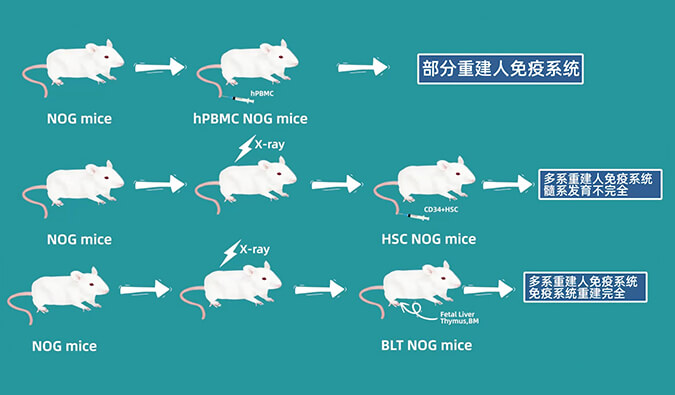 评价肿瘤药物的动物药效模型，你选对了吗.jpg