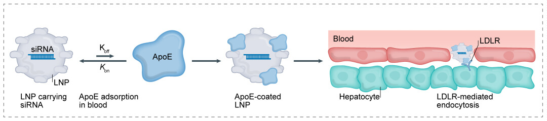 第一代：LNP+小核酸-→肝脏.jpg
