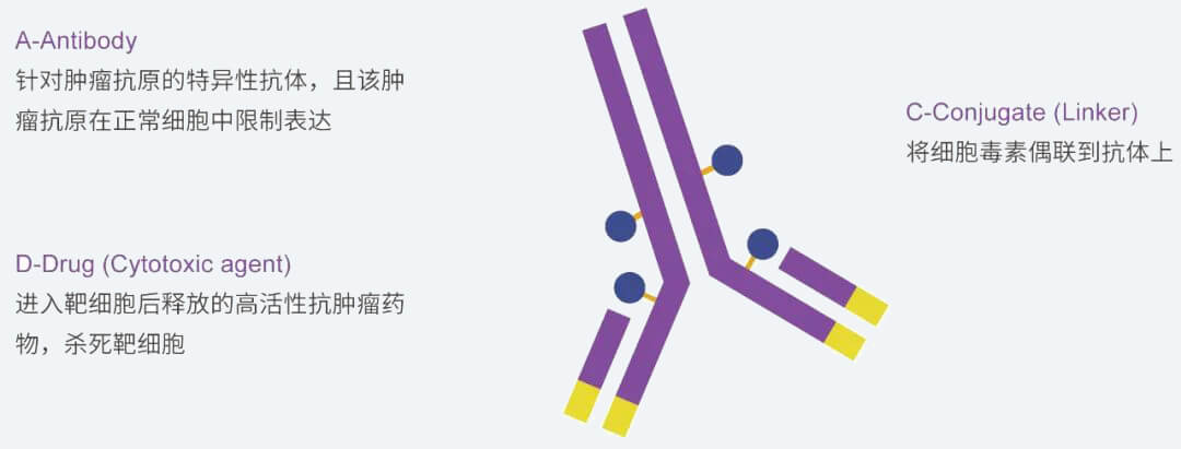 AG真人国际(中国)官方官网抗体药物偶联物（ADC）研发服务平台.jpg