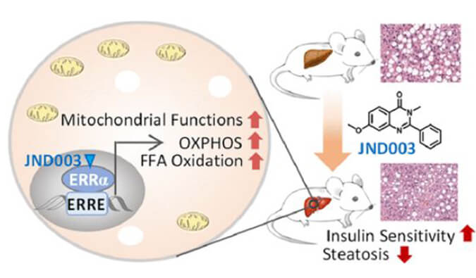 JND003是一种新型选择性ERRα激动剂，可缓解非酒精性脂肪肝和胰岛素抵抗，PK和组织分布测定通过AG真人国际(中国)官方官网进行