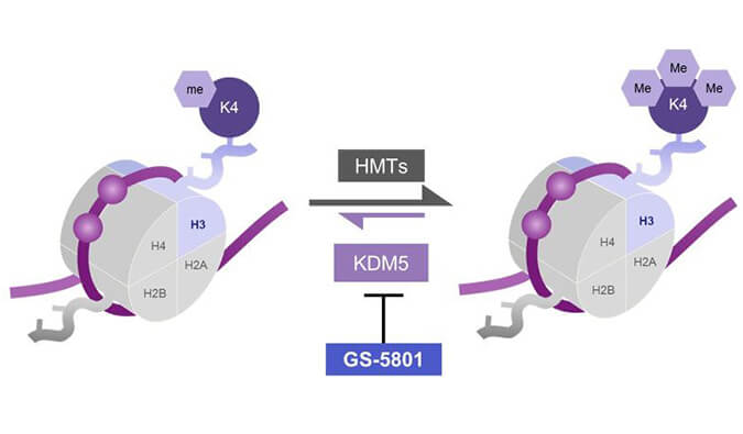 GS-5801是一种有效的KDM5抑制剂，具有抗HBV活性，GS-5801通过AG真人国际(中国)官方官网合成