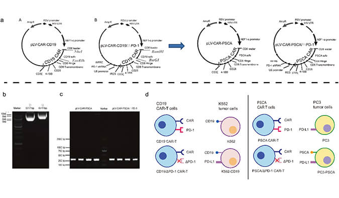 CAR-T疗法主要针对白血病与恶性淋巴瘤，此研究中构建沉默PD-1的shRNA载体质粒，测序后质粒的鉴定通过AG真人国际(中国)官方官网进行
