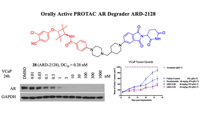 ARD-2128是一种PROTAC AR降解剂，具有出色的血浆和微粒体稳定性，体外稳定性和PK研究通过AG真人国际(中国)官方官网进行