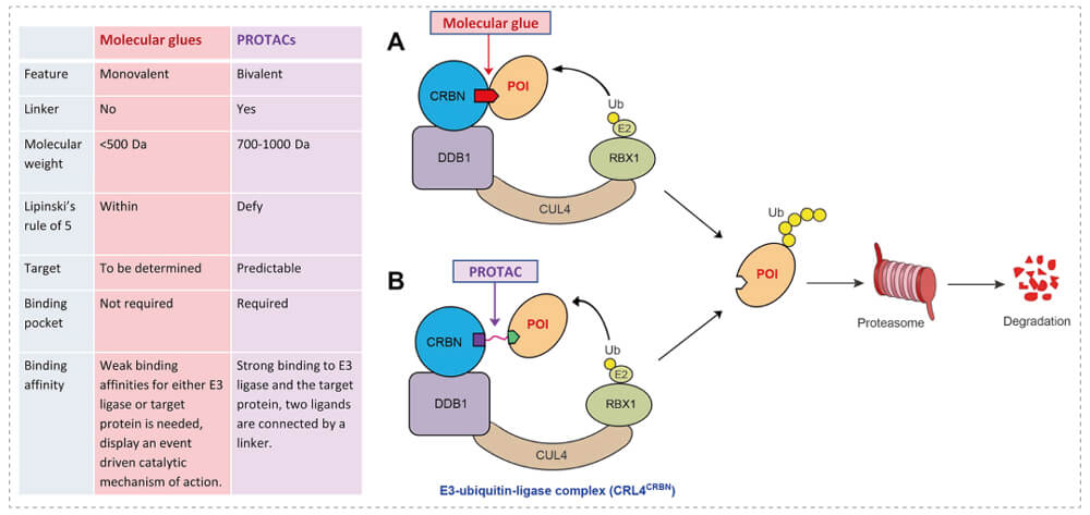 3-通过泛素-(Ub)-蛋白酶体系统降解目标蛋白-(POI)-示意图：分子胶(A)；PROTAC-(B).jpg