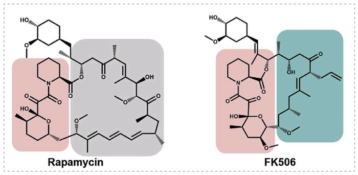 5-雷帕霉素、FK506-诱导的-FKBP-蛋白质相互作用.jpg