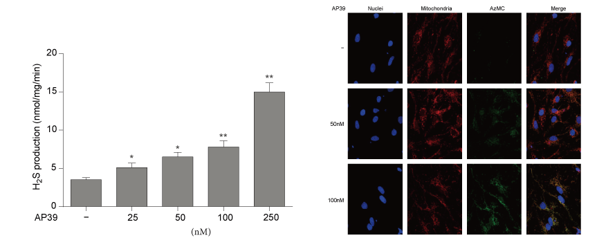 AP39是一种新合成的线粒体靶向的H2S供体，本研究中AP39通过AG真人国际(中国)官方官网设计和合成