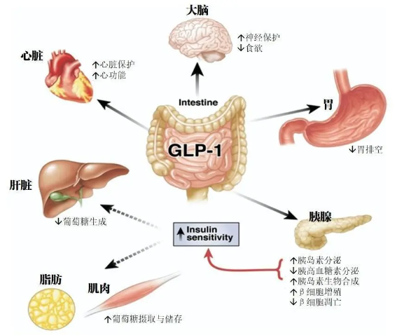 时代变了！GLP-1让打针吃药也能减肥成为现实