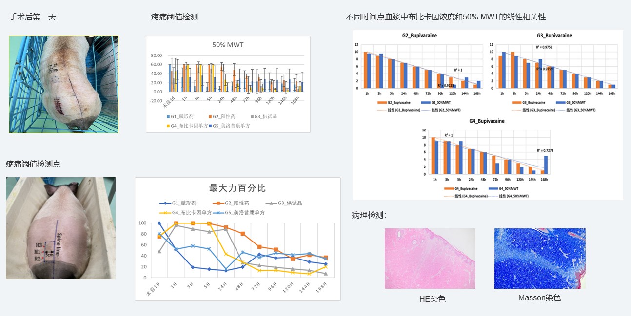 案例1：复方制剂对巴马小型猪术后急性疼痛模型的镇痛试验.jpg