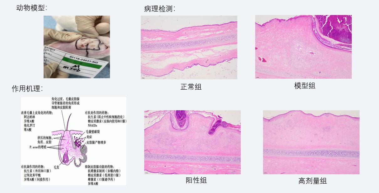 案例3：新西兰兔痤疮药效研究.jpg