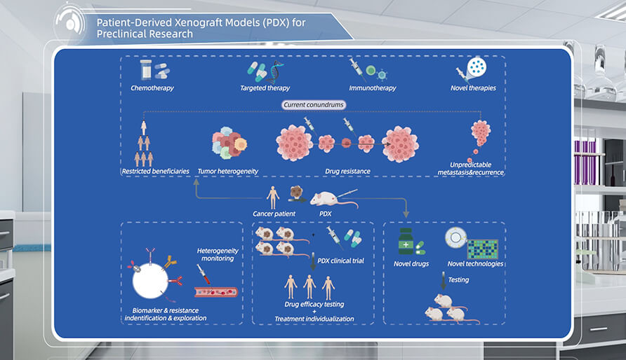 什么是临床前研究的PDX（人源肿瘤异种移植）模型？
